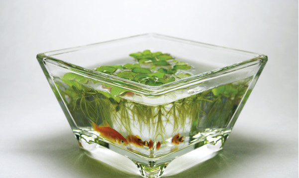 玻璃魚(yú)缸